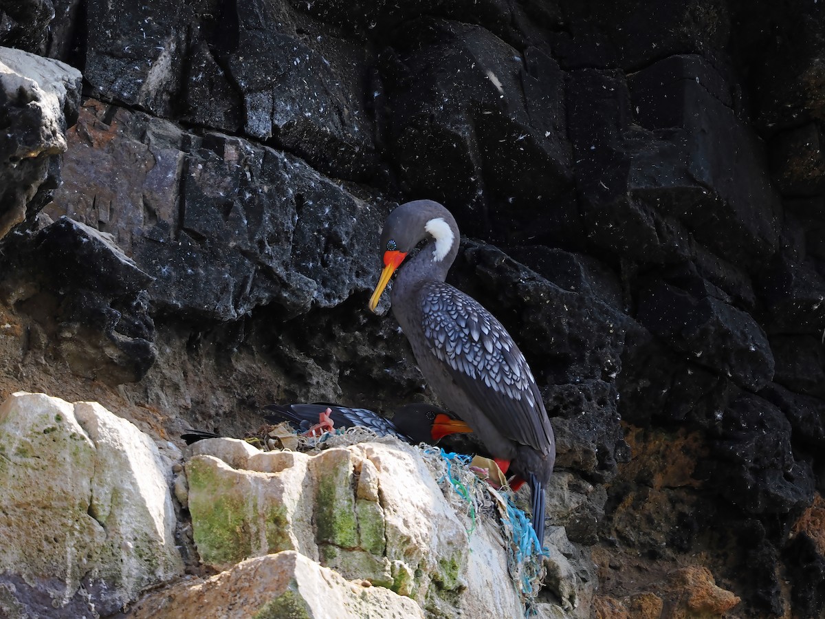 Red-legged Cormorant - ML638834309