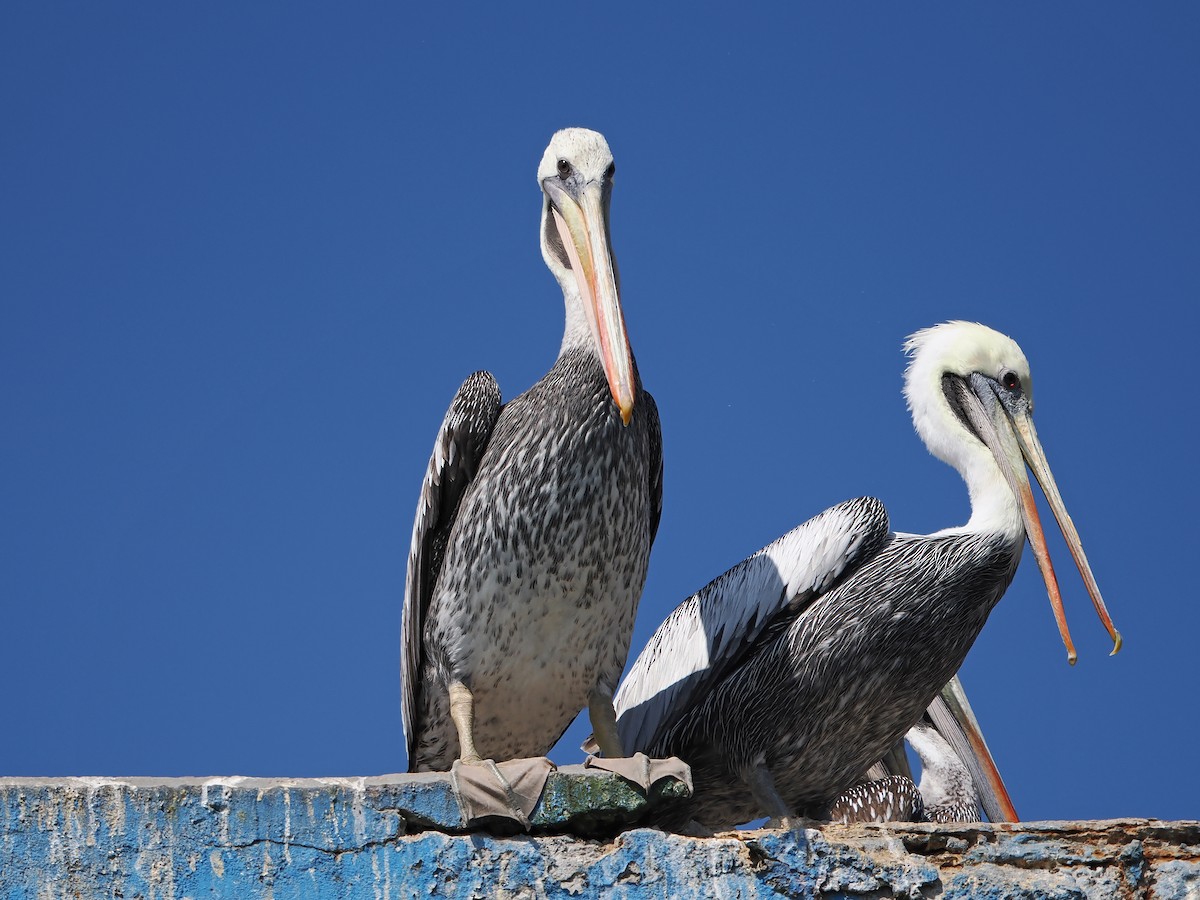 Peruvian Pelican - ML638834320