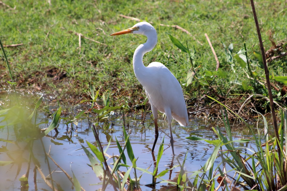 Plumed Egret - ML638834322