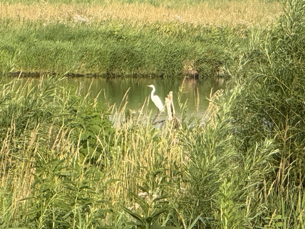 Great Egret - ML638834326