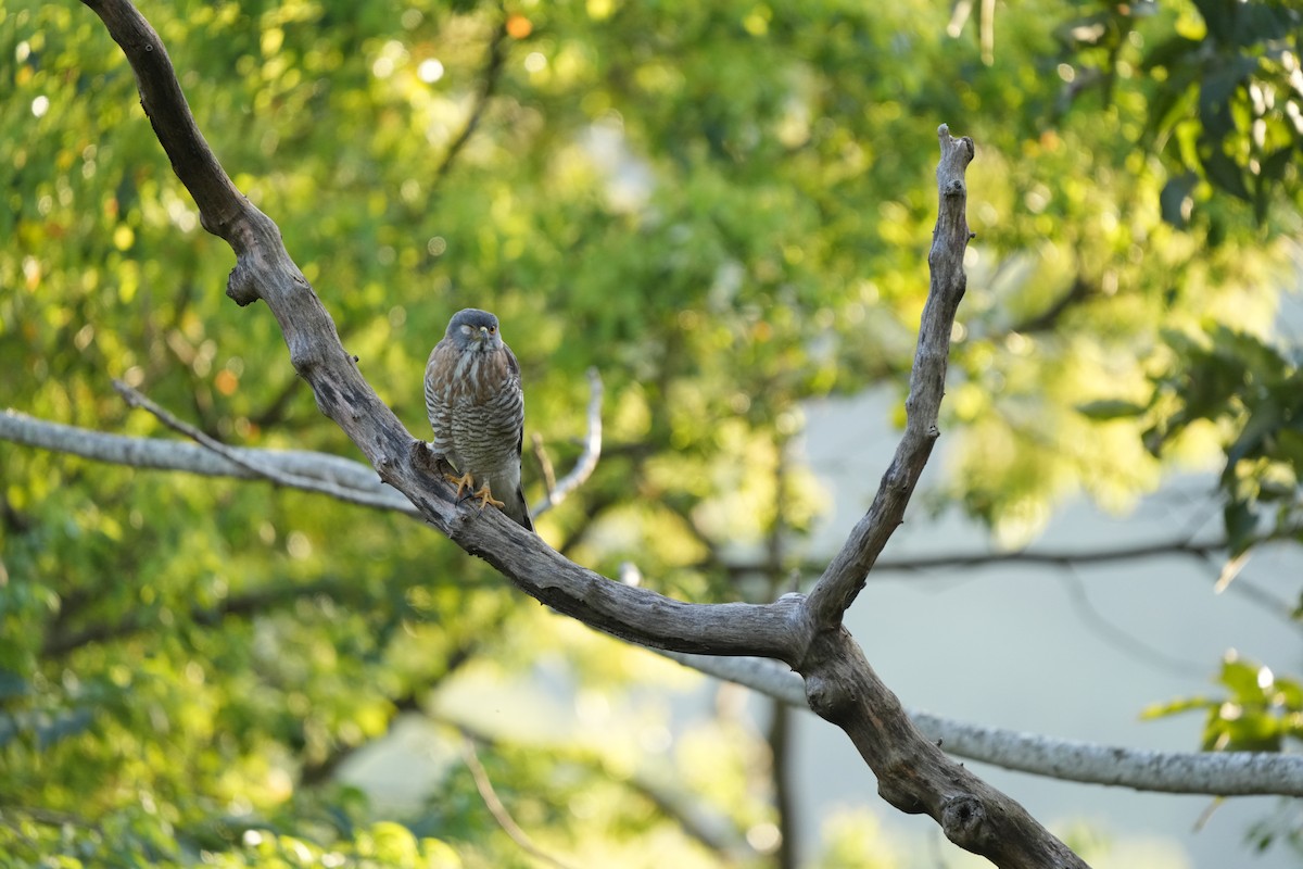 鳳頭蒼鷹 - ML638834339