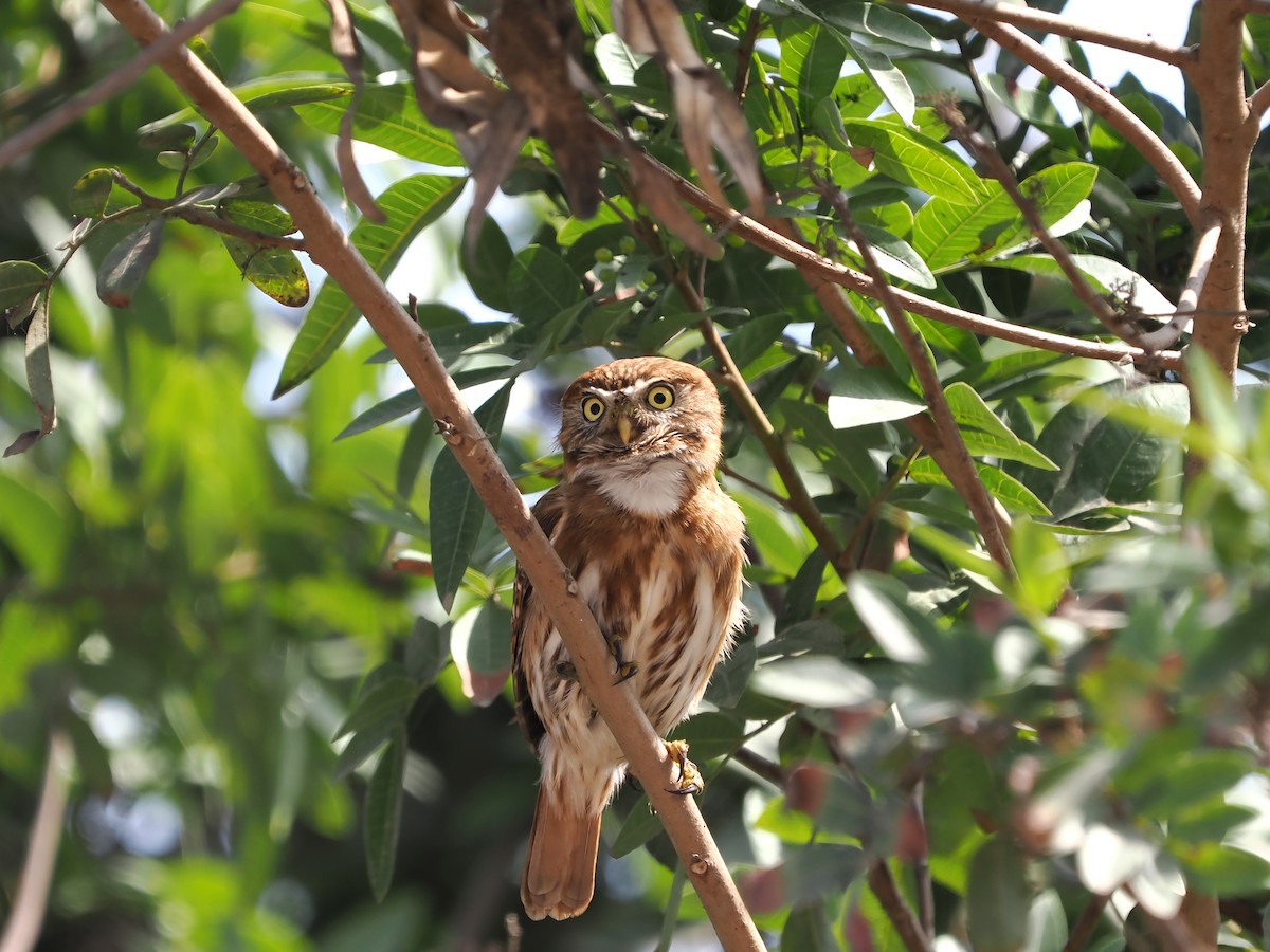 Peruvian Pygmy-Owl - ML638834351