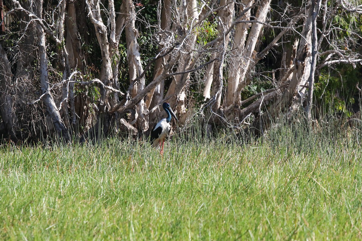 Black-necked Stork - ML638834371