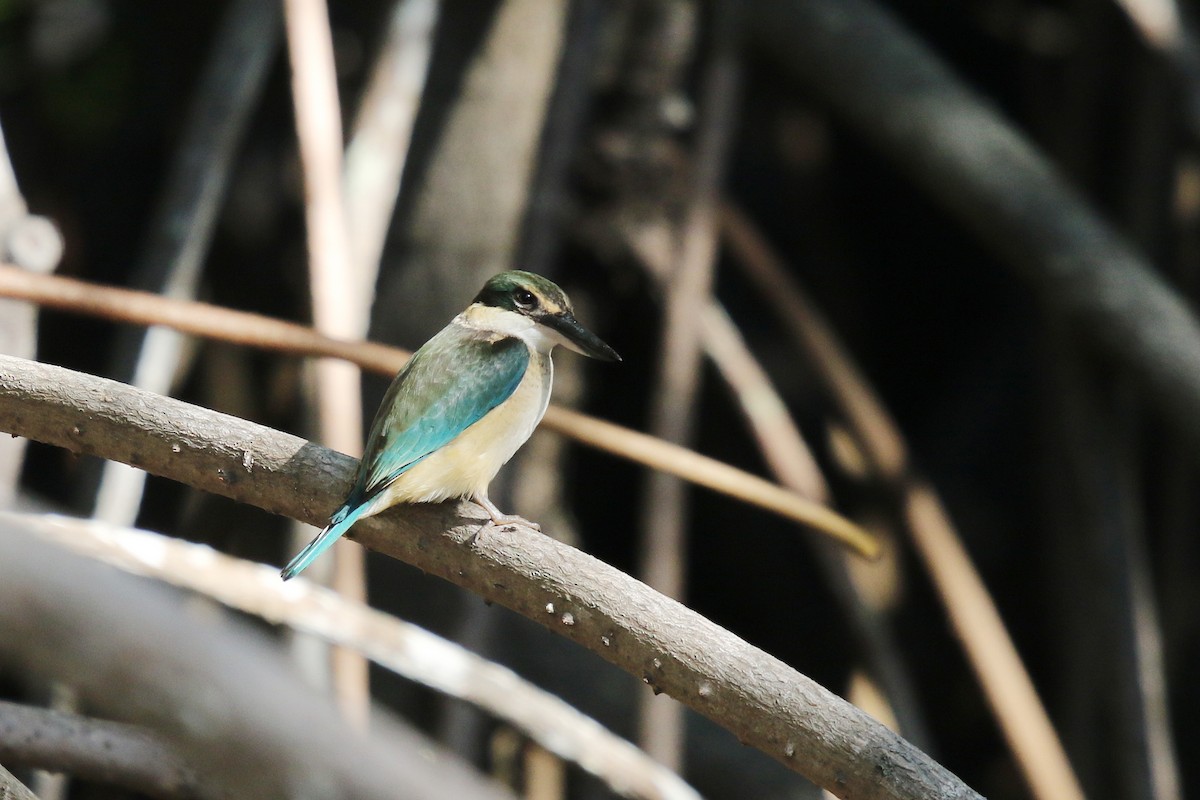 Sacred Kingfisher - ML638834380