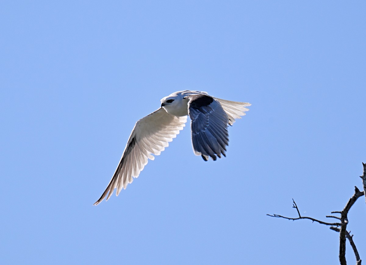 Black-shouldered Kite - ML638834446