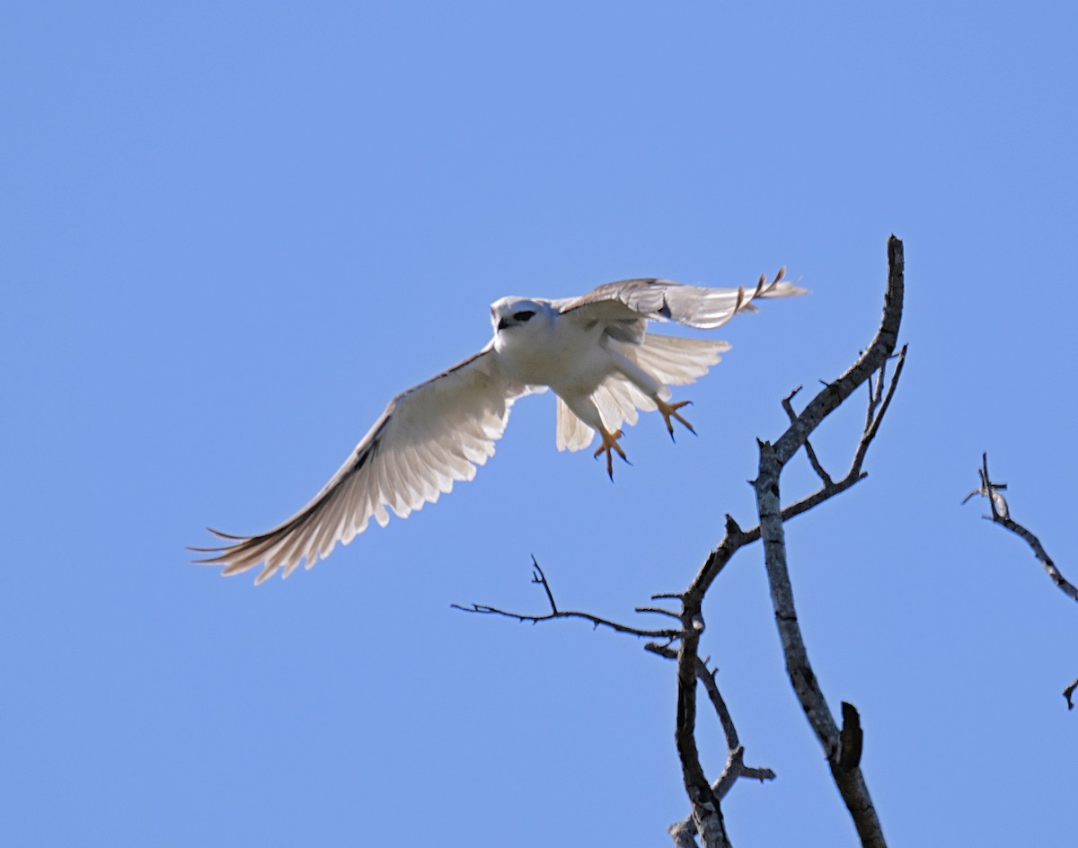Black-shouldered Kite - ML638834447