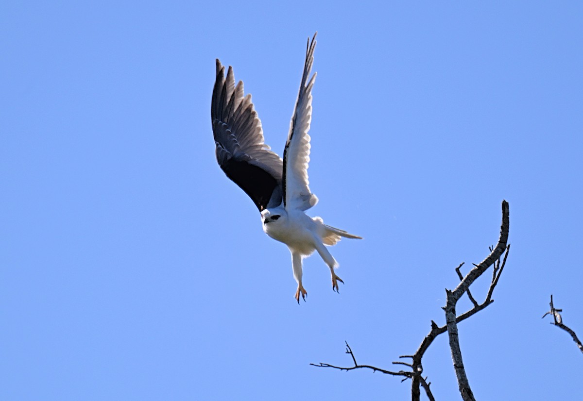 Black-shouldered Kite - ML638834448