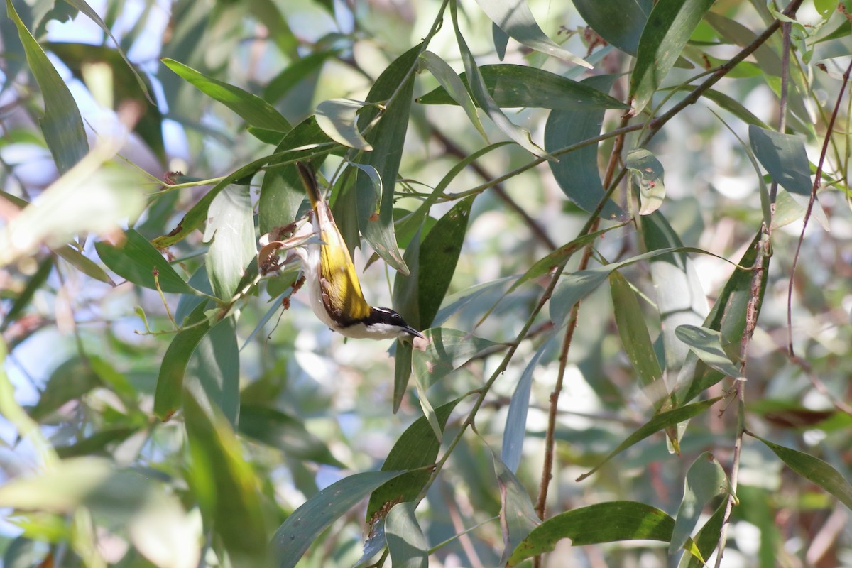 White-throated Honeyeater - ML638834456