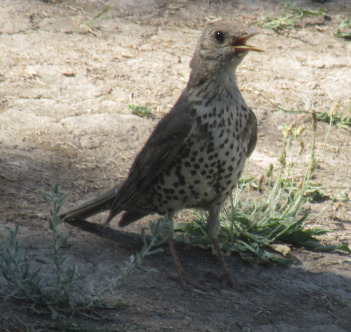 Mistle Thrush - ML638834470