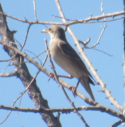 粉紅椋鳥 - ML638834486