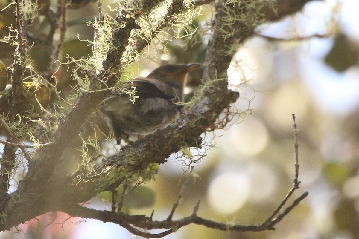 Apapane - ML638834515