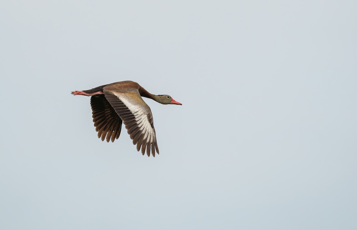 Black-bellied Whistling-Duck - ML638834526