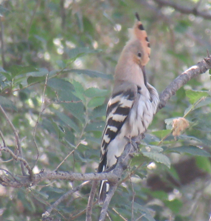 Eurasian Hoopoe - ML638834565