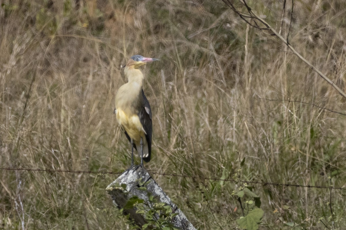 Whistling Heron - ML638834570