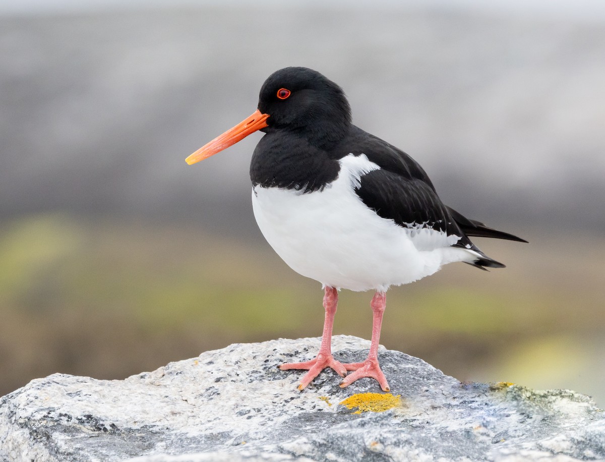 Eurasian Oystercatcher - ML638834583