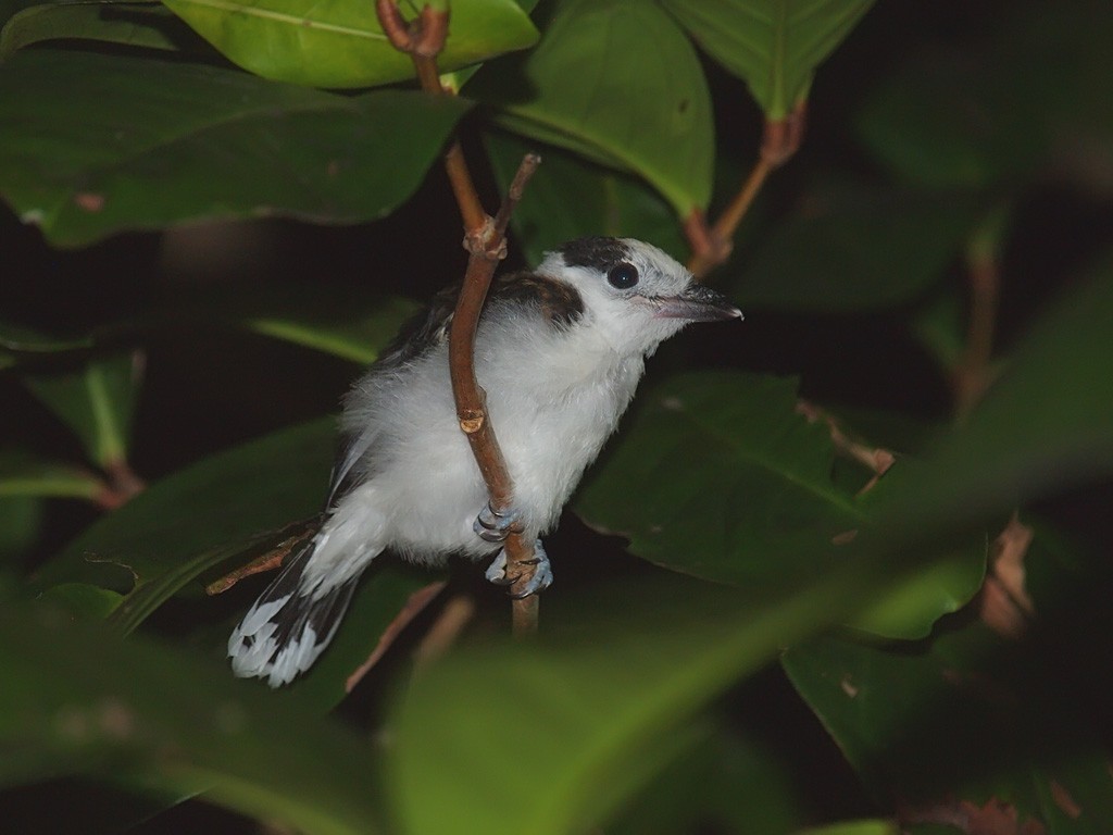 Hook-billed Vanga - ML638834666