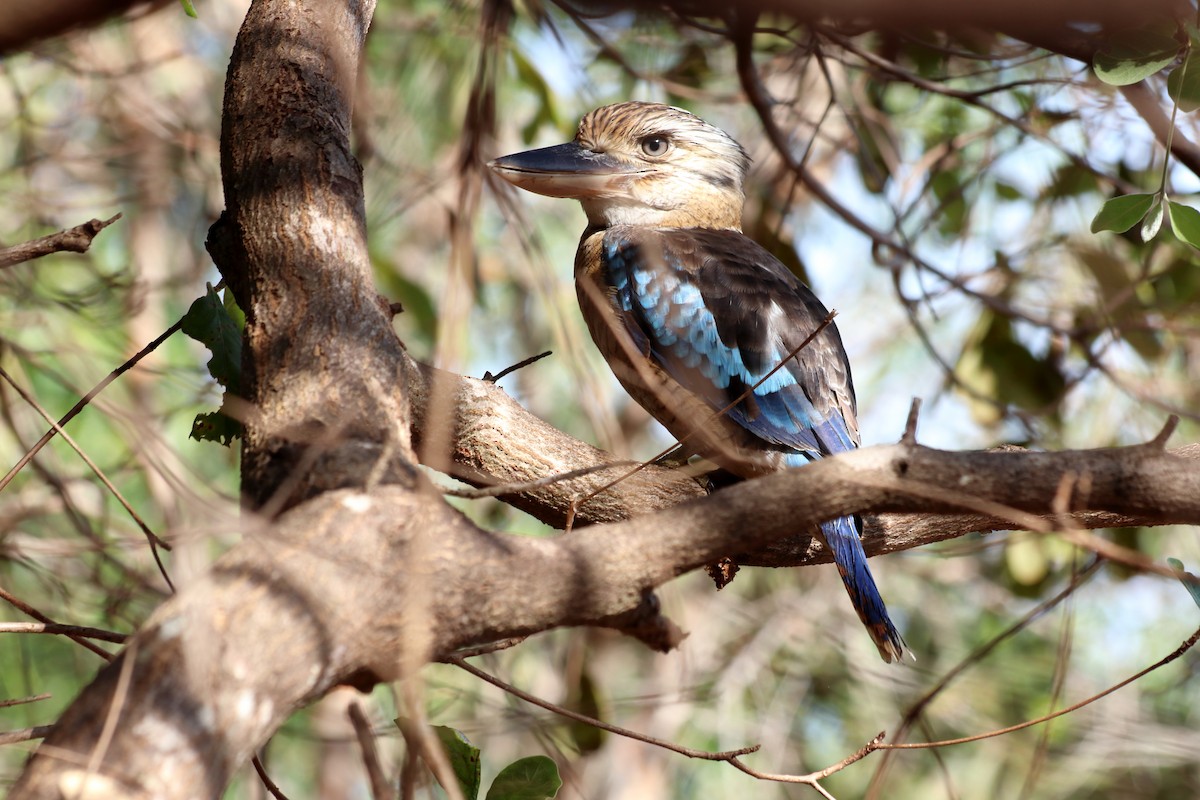 Blue-winged Kookaburra - ML638834680