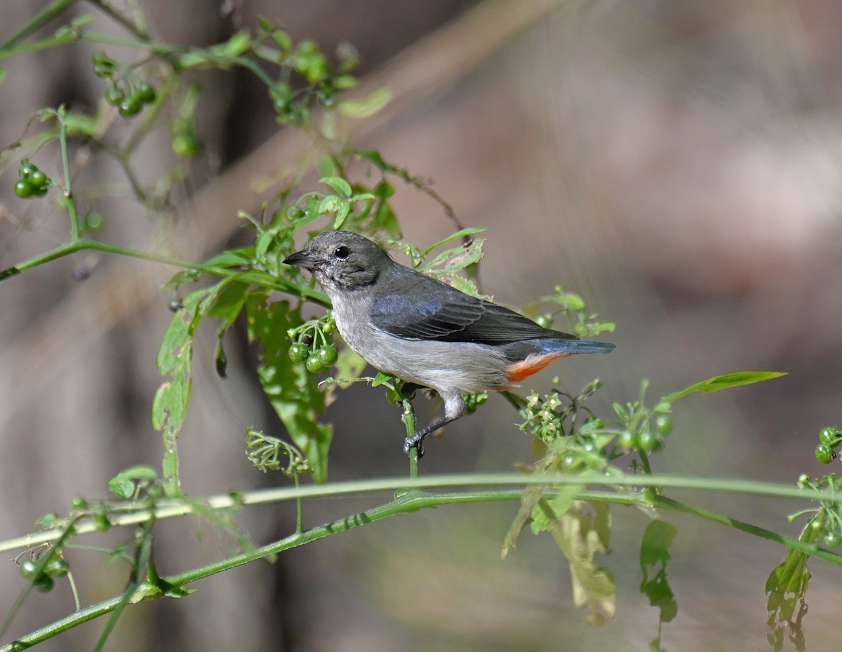 Mistletoebird - ML638834693