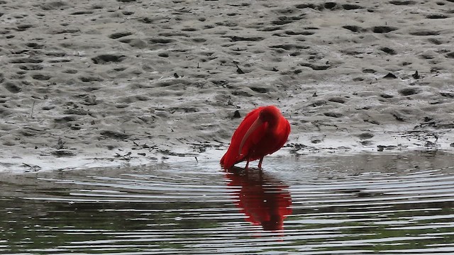 ibis rudý - ML638834707