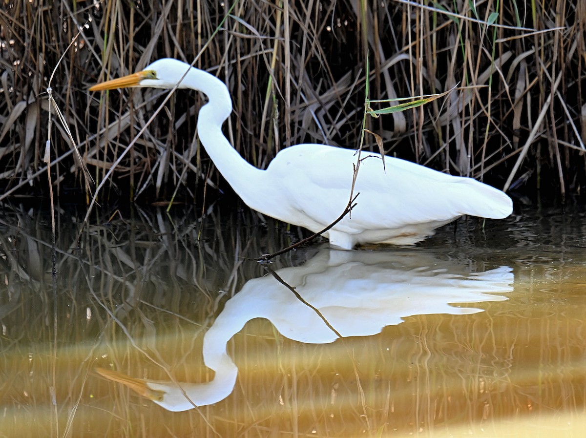 Great Egret - ML638834709