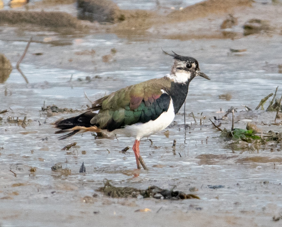 Northern Lapwing - ML638834730