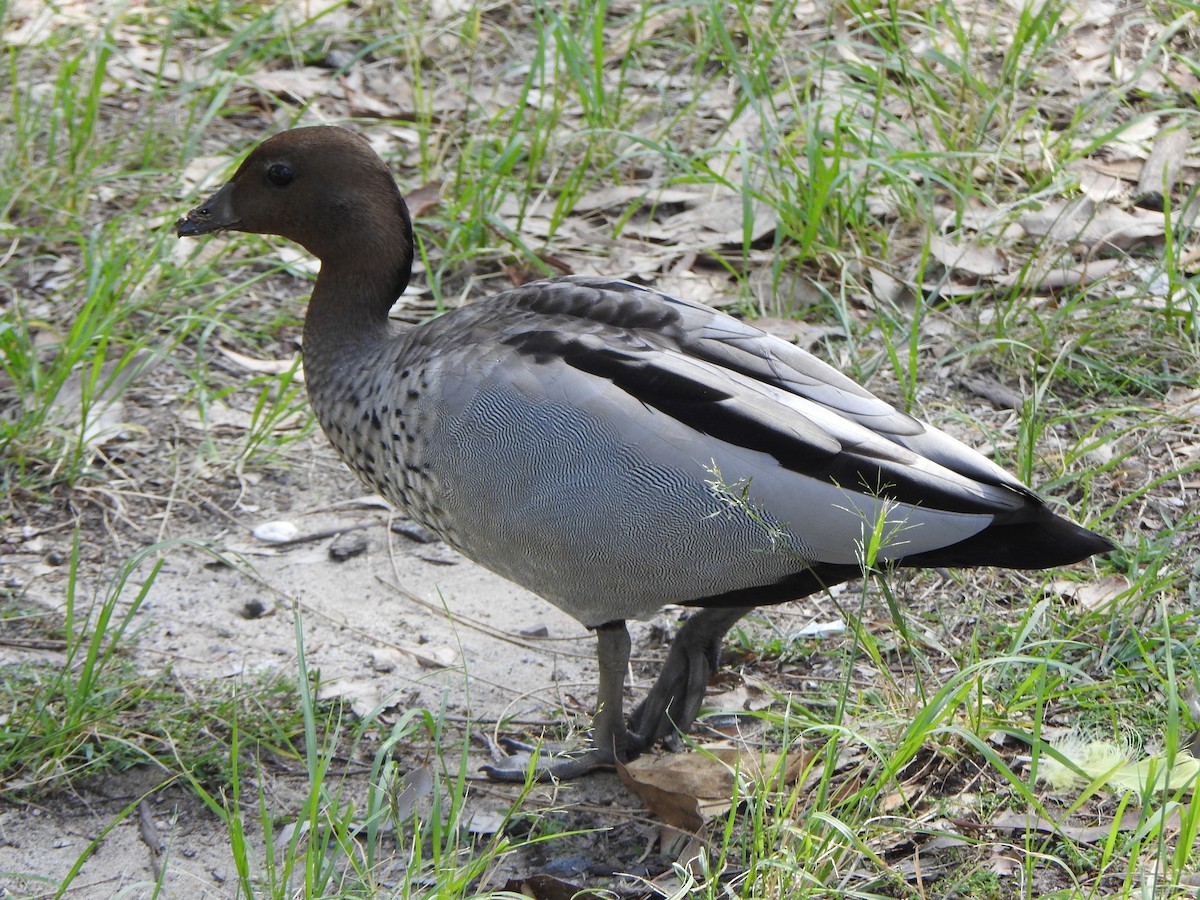 Maned Duck - ML638834732