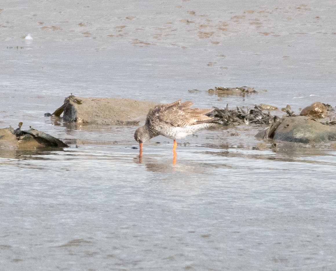 Common Redshank - ML638834742