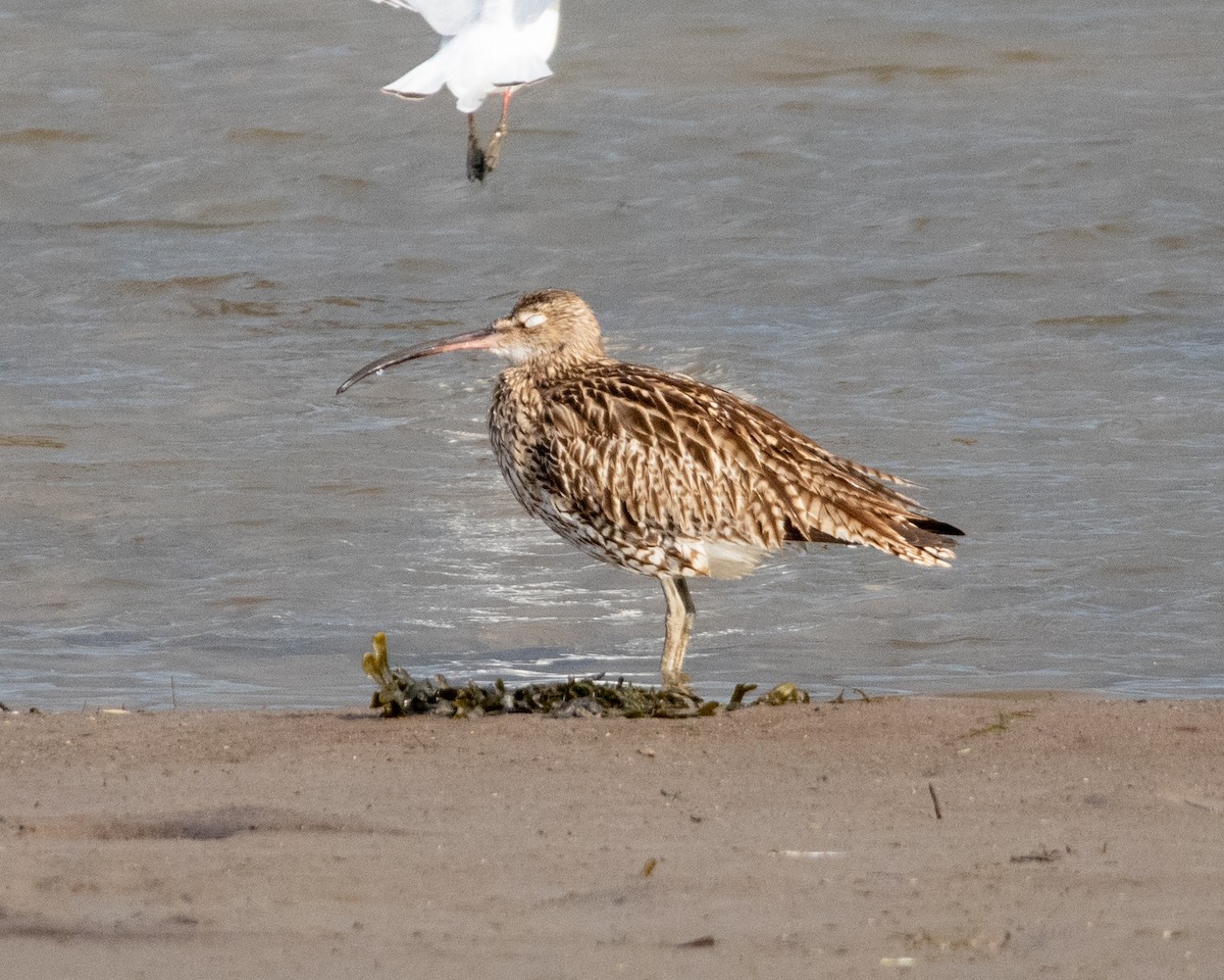 Eurasian Curlew - ML638834754