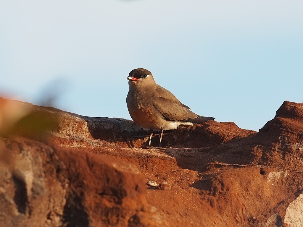 Madagascar Pratincole - ML638834756