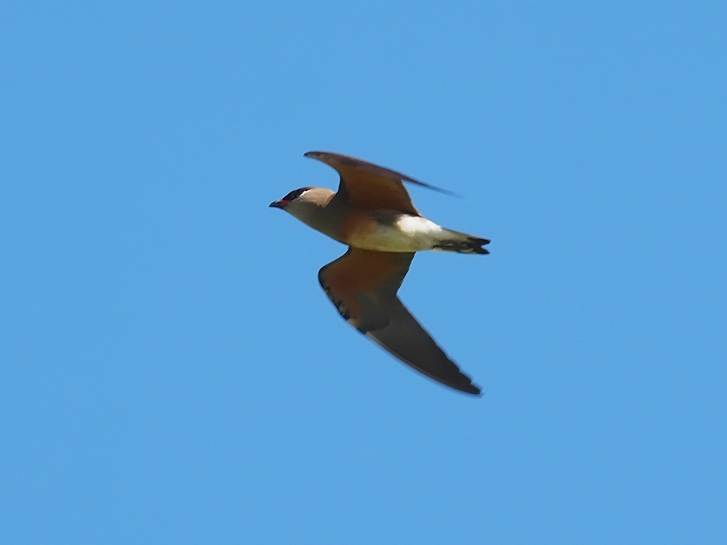 Madagascar Pratincole - ML638834757