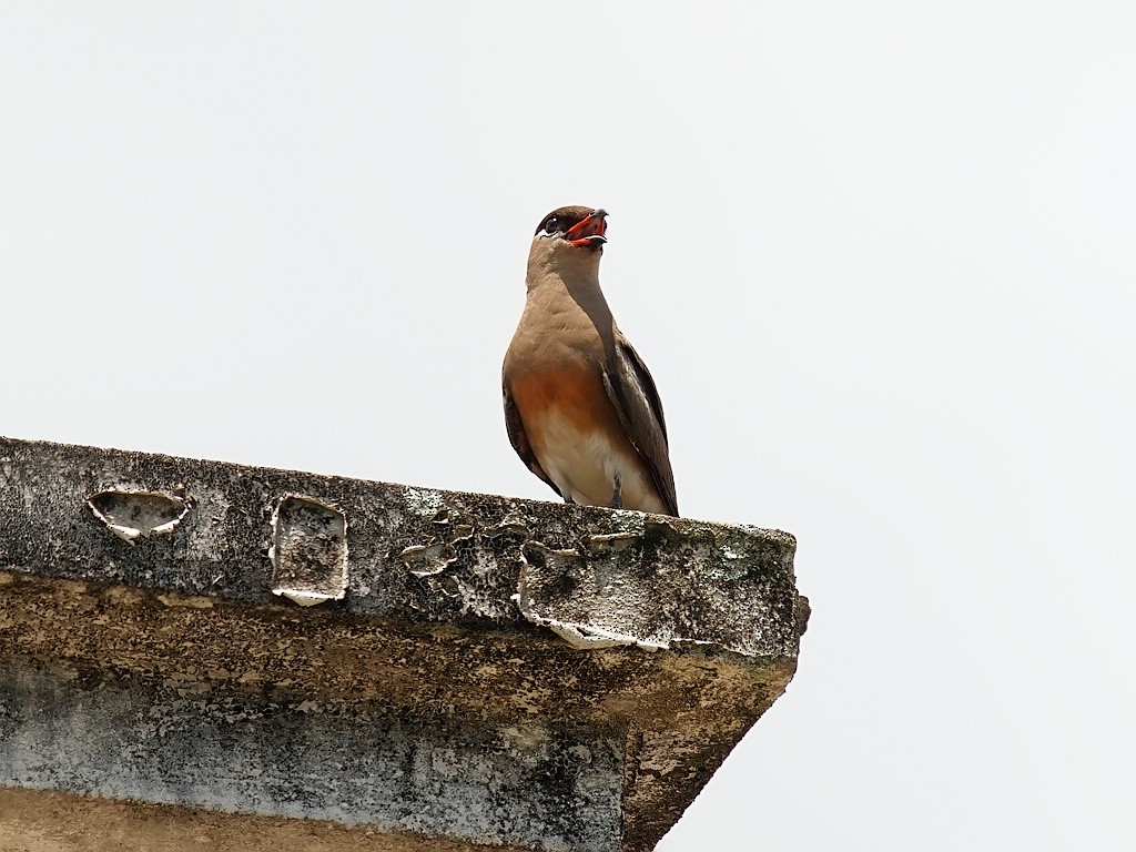 Madagascar Pratincole - ML638834758