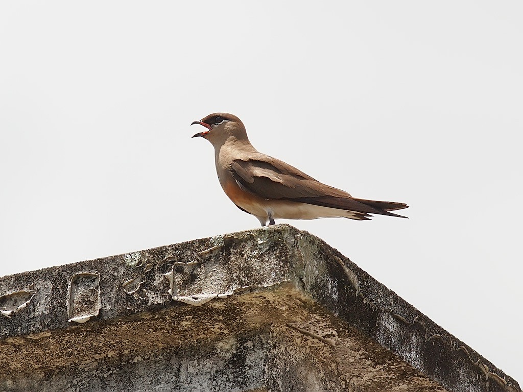 Madagascar Pratincole - ML638834759