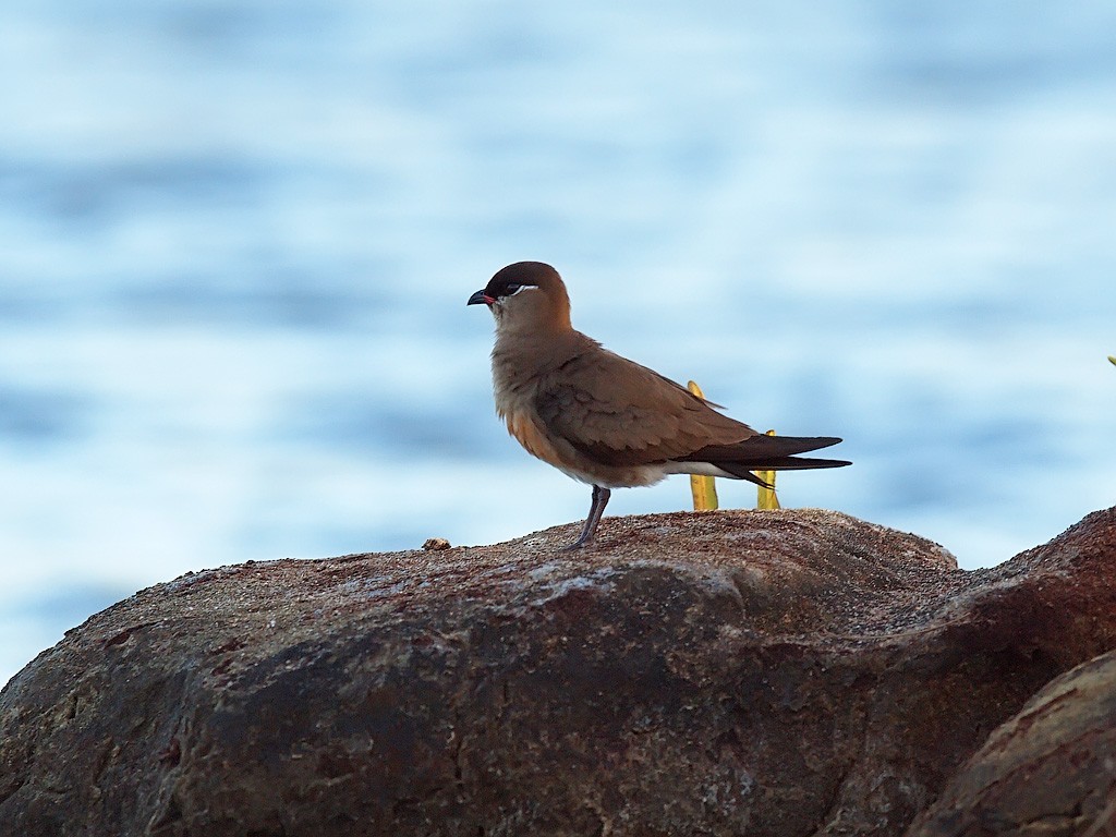 Madagascar Pratincole - ML638834760