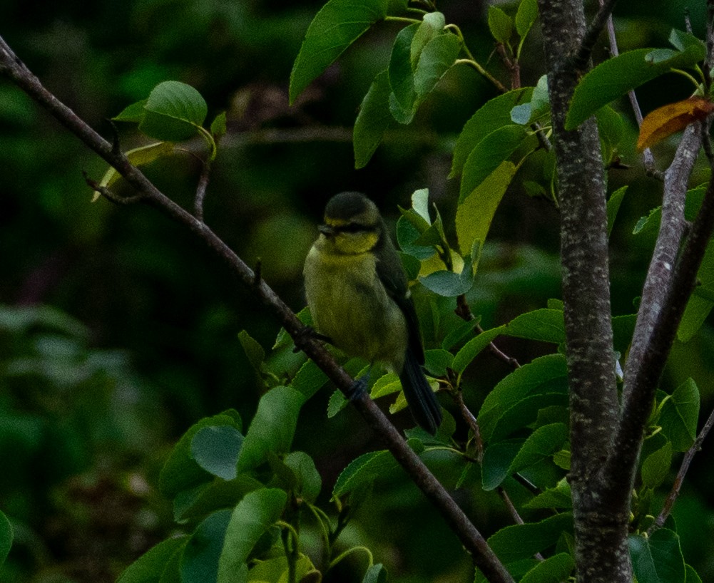 Eurasian Blue Tit - ML638834806