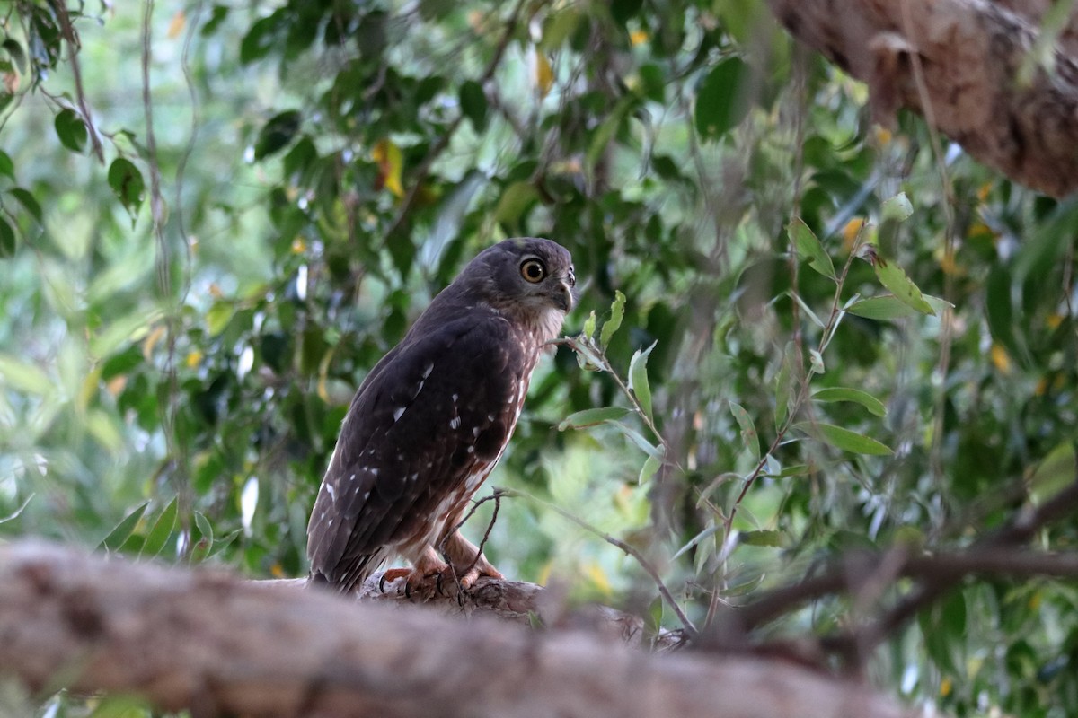 Barking Owl - ML638834844