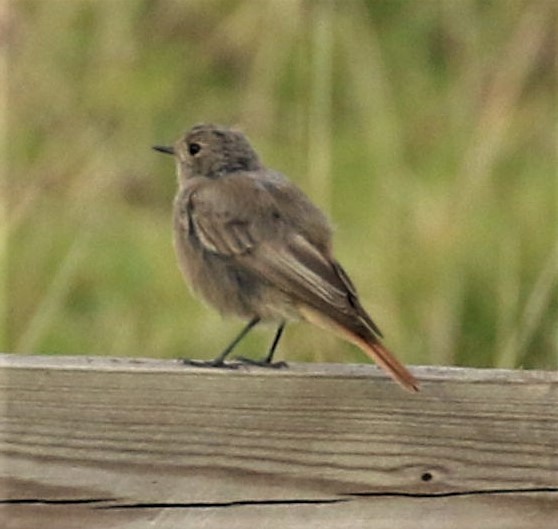 Black Redstart - ML638834855