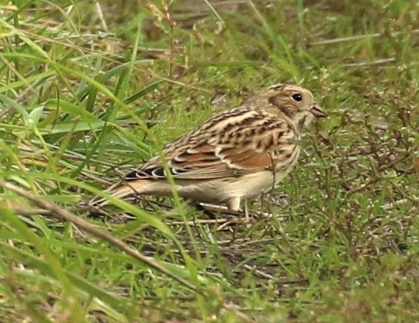 Lapland Longspur - ML638834862