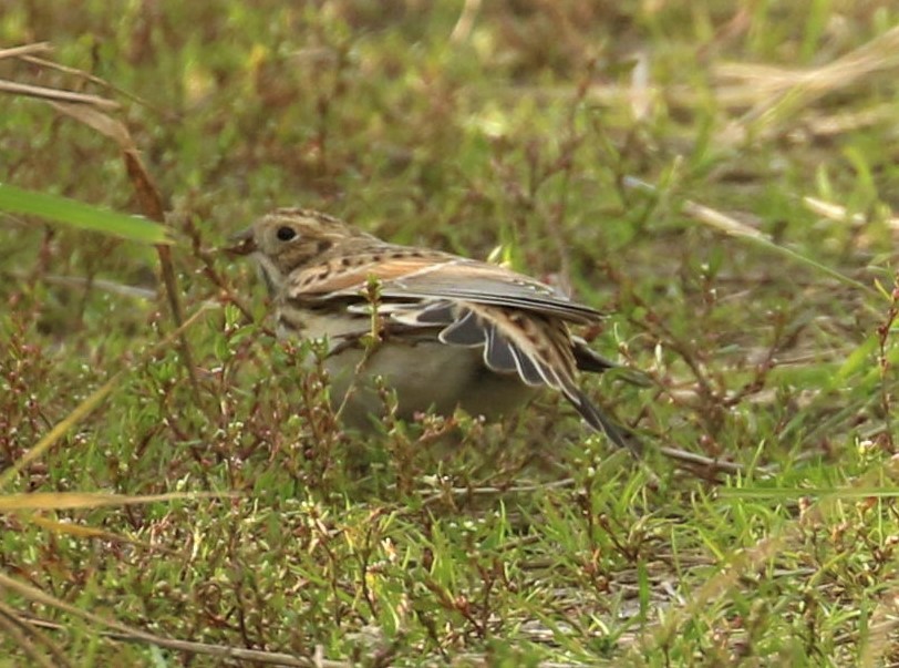 Lapland Longspur - ML638834863