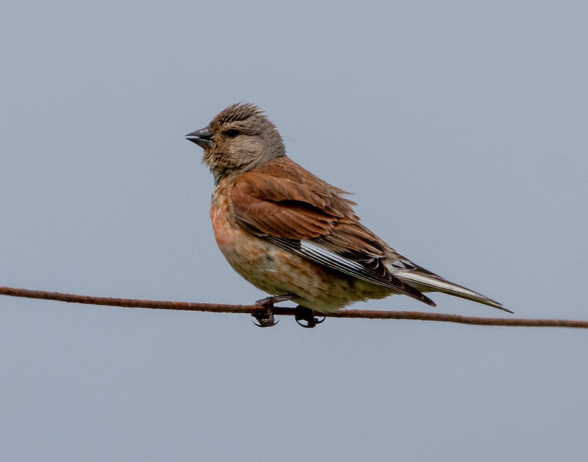 Eurasian Linnet - ML638834879