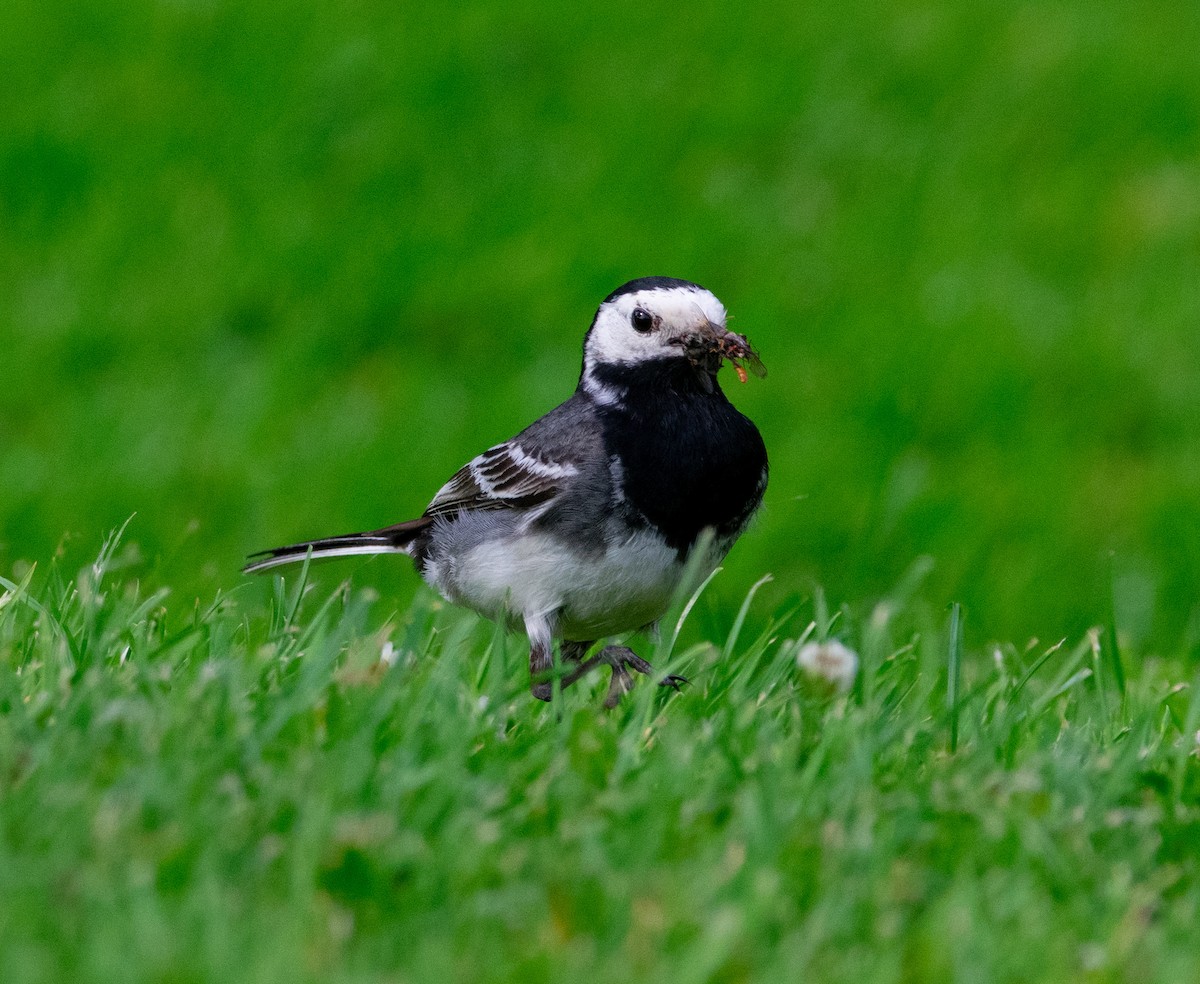 White Wagtail - ML638834933