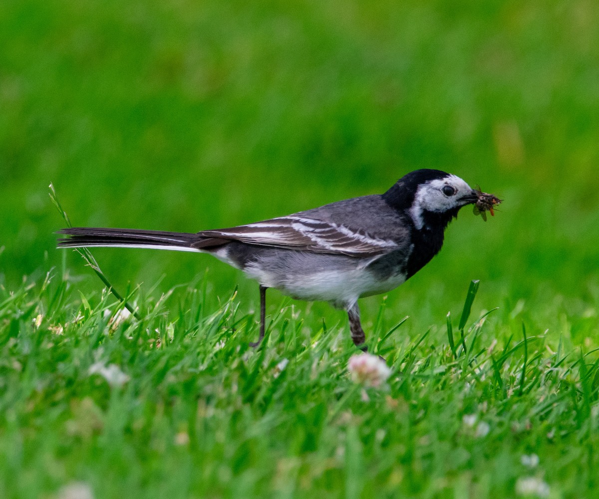 White Wagtail - ML638834934