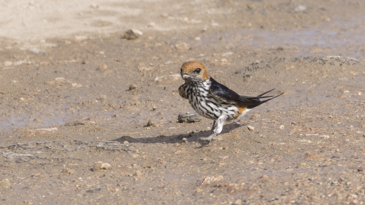 Lesser Striped Swallow - ML638834935