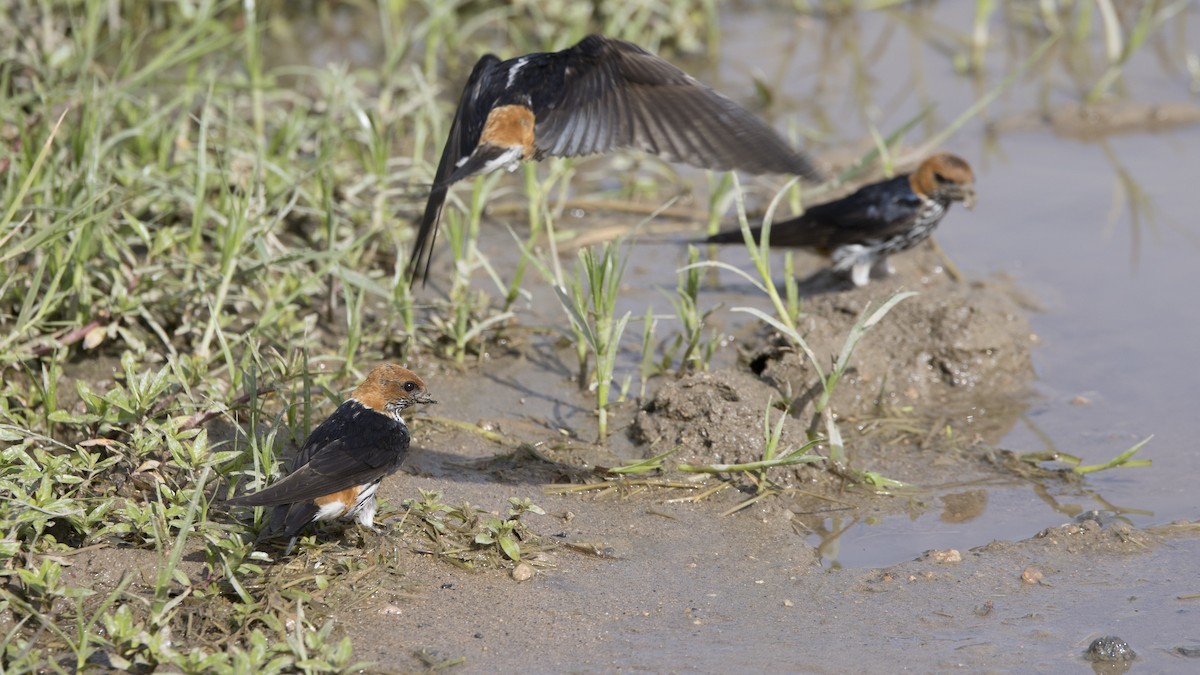 Lesser Striped Swallow - ML638834936