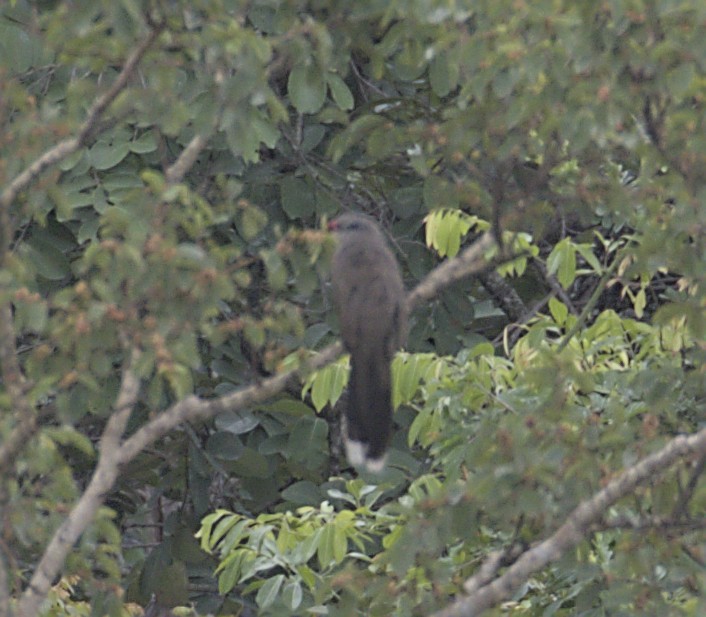 Sirkeer Malkoha - ML638834947