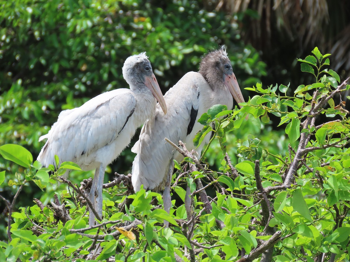 Wood Stork - ML638834959