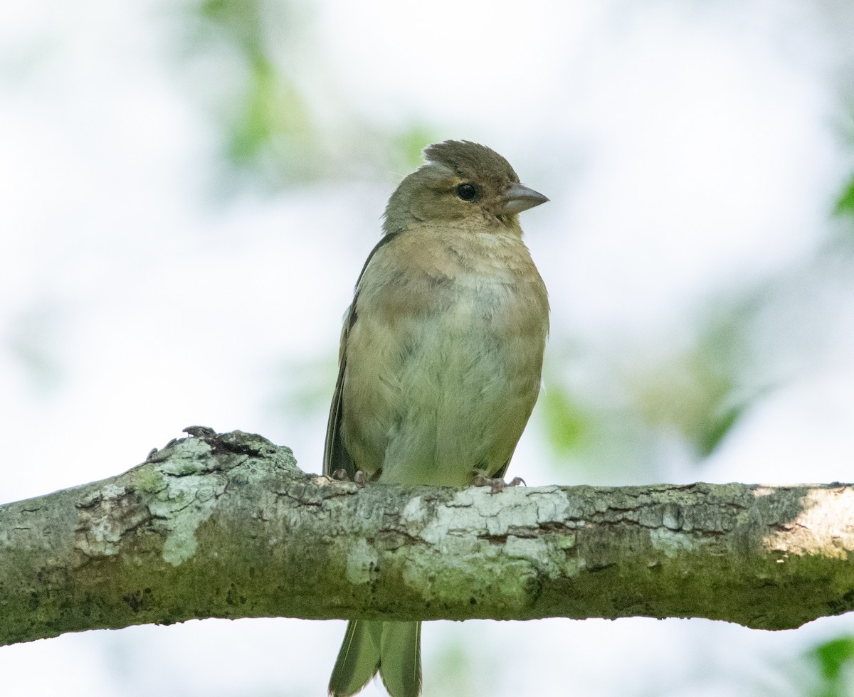 Common Chaffinch - ML638834961