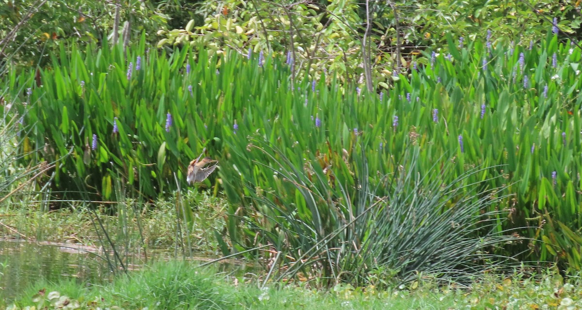 Least Bittern - ML638834963