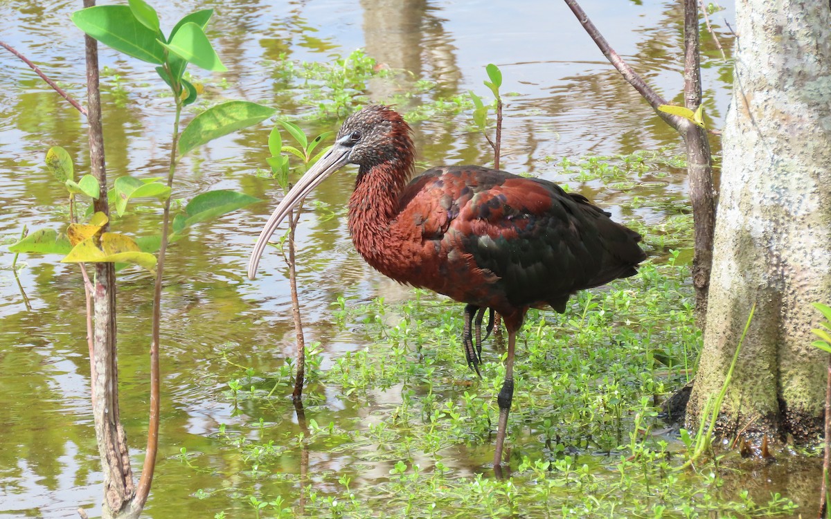 Glossy Ibis - ML638834968