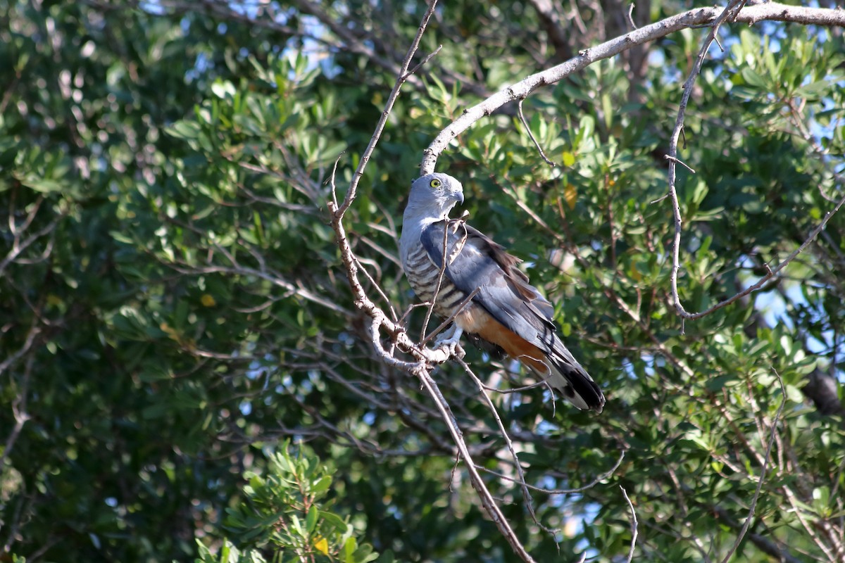 Pacific Baza - ML638834974