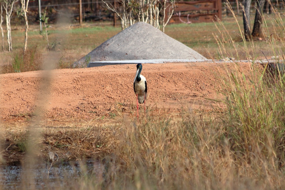 Black-necked Stork - ML638835061